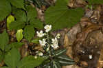 Pipsissewa <BR>Spotted wintergreen